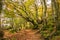 Pathway in the autumn enchanted forest, Monte Cucco, Umbria