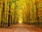 Pathway in the autumn forest