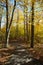 Pathway through autumn forest