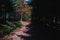 Pathway in the autumn forest, colorful trees