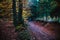 Pathway in the autumn forest, colorful trees