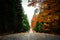 Pathway in autumn forest with fallen leafs