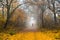 Pathway in autumn forest. Runner in misty morning nature