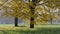 Pathway in the autumn park