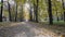 Pathway in the autumn park