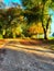 A pathway through autumn trees