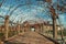 Pathway and autumnal arbor with vine branches