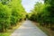 Pathway-Bamboo,The footpaths were grassed along the path