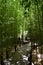 Pathway Through Bamboo Forest