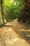 Pathway bamboo forest