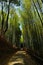 Pathway through bamboo grove, Arashiyama Kyoto Japan.