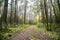 Pathway through the beauty forest