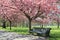 Pathway with benche under pink blossoms in Greenwich Park