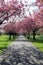 Pathway with benches under pink blossoms in Greenwich Park