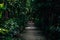 Pathway of Big tree in the evening