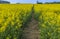 Pathway through a blooming rapeseed field