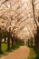 A pathway is bordered by canopied by Japanese Cherry Blossoms at Spencer Smith Park in Burlington, Ontario, Canada.