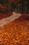 The pathway in Bosco della Martese, Monti della Laga, Abruzzo, Italy, in the full autumn season