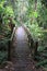 Pathway Bridge in the Jungle Wilderness