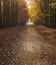 Pathway and country house in hazy autumn forest