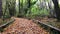 Pathway covered in autumn leaves in a forest