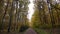 Pathway covered by yellow leaves in autumnal park