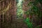 Pathway in the dark forest. Poland