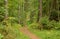 Pathway in deciduous forest at summer day