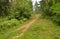 Pathway in deciduous forest at summer day