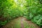 Pathway in the deciduous park area in summer.