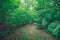 Pathway in the deciduous park area in summer.