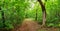 Pathway in the deciduous park area in summer.