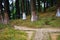 A pathway through the dense woodland forest at Lamahata, Darjeeling, India