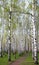 Pathway in the evening birch forest with first spring greens