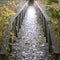 Pathway, fall / autumn backdrop