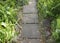 Pathway through the Ferns