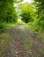 Pathway through forest