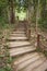 Pathway in the forest.