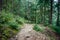 Pathway through Forest of Cedrus deodara, the deodar cedar, Himalayan cedar, or deodar, is a species of cedar native to the