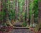 Pathway in the forest at Kumano Kodo Daimonzaka Slope in Wakayama, Japan