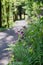 Pathway in the forest, with springflowers and fern leaves