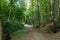 Pathway in the forest with sunlight backgrounds in a suburban recreational and relaxing location in the Bratislava Forest Park