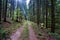 Pathway in the forest on sunny autumn day