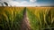 Pathway Through Golden Fields