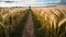 Pathway Through Golden Wheat Field