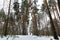 Pathway through green dark winter forest. Snowdrift and Tilted spruces