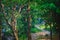 Pathway in green forest. Dirt Road Creepy Marsh Oak Trees. Dreamy landscape with foggy trees, mountain pathways, colorful leaves.