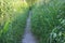 Pathway among green grass and wild flowers. Summer background.