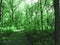 Pathway through a green luscious forest