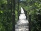 Pathway in green wood